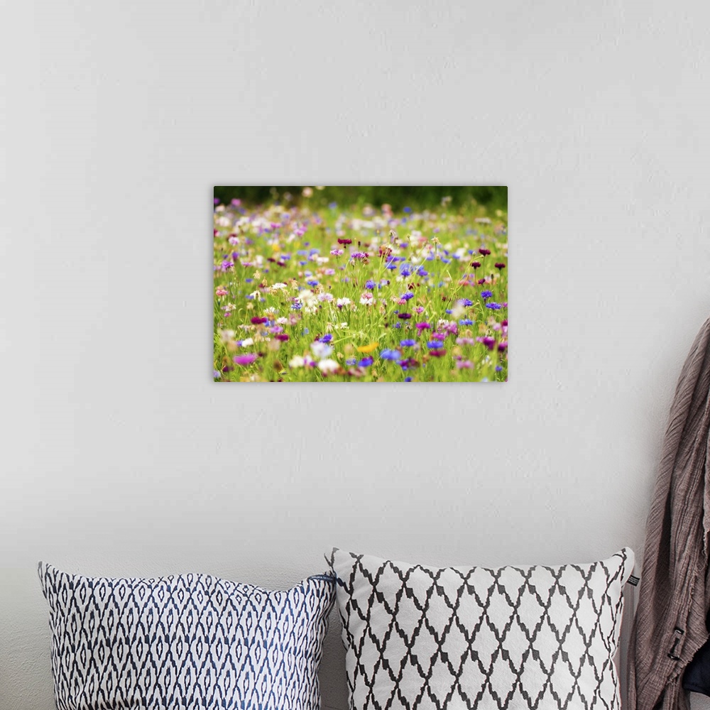 A bohemian room featuring Very colorful flower fields with a expressionist photo effect