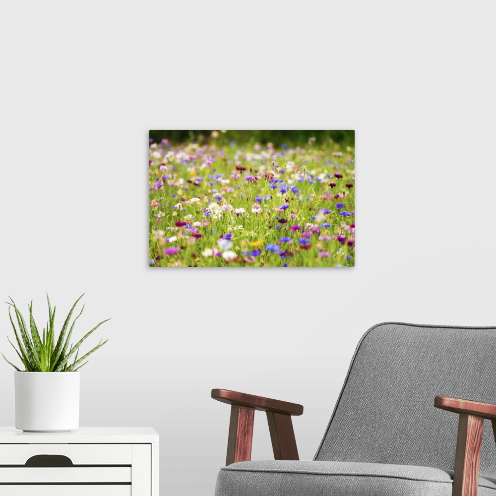 A modern room featuring Very colorful flower fields with a expressionist photo effect
