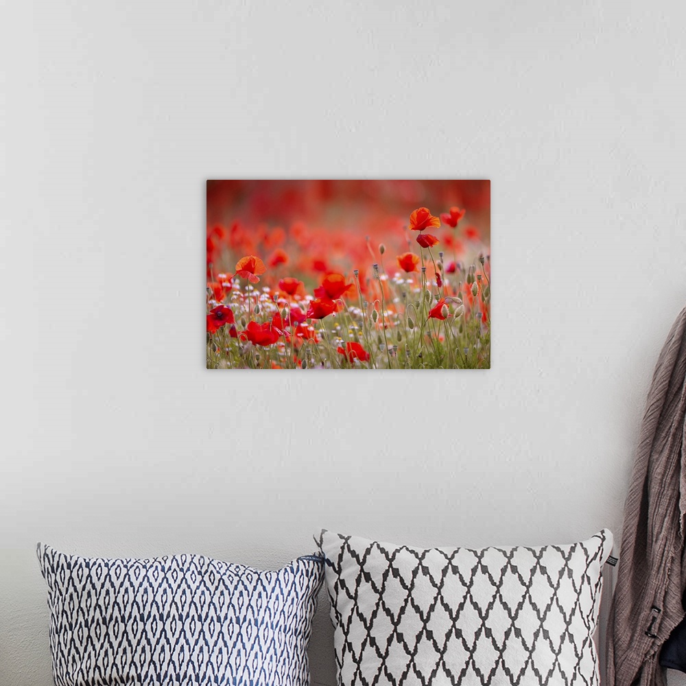 A bohemian room featuring An image of a group of poppies in a meadow by the sea along the Mediterranean coast of Tuscany.