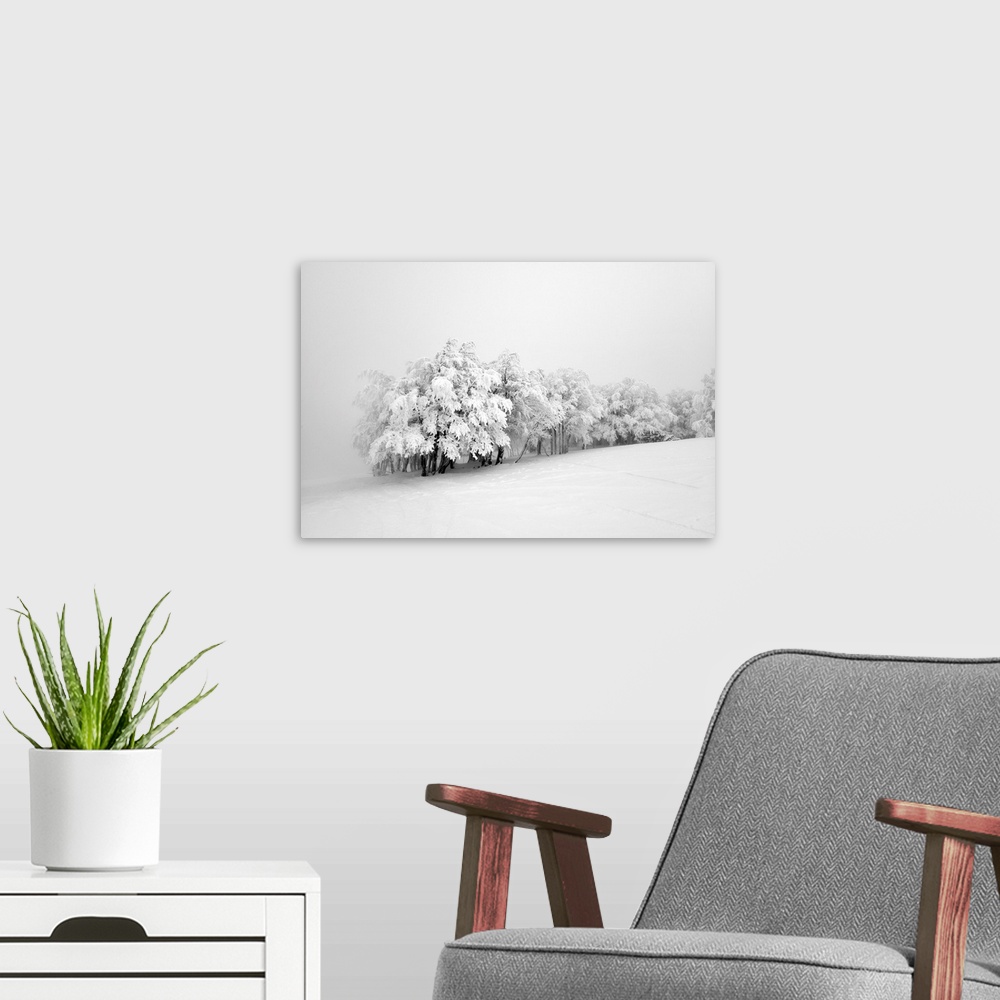 A modern room featuring Snowy trees in the middle of the fog