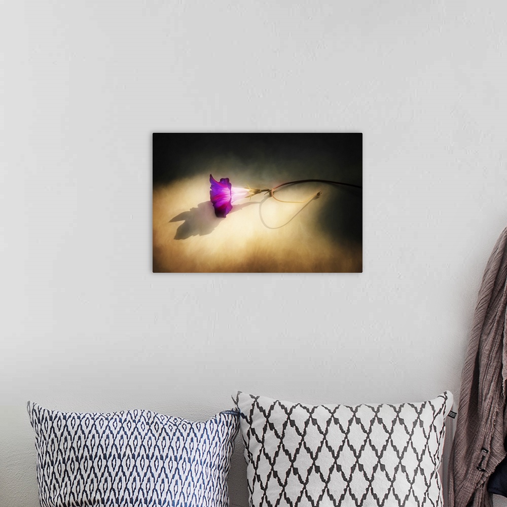 A bohemian room featuring A purple flower laying on the ground in sunlight.