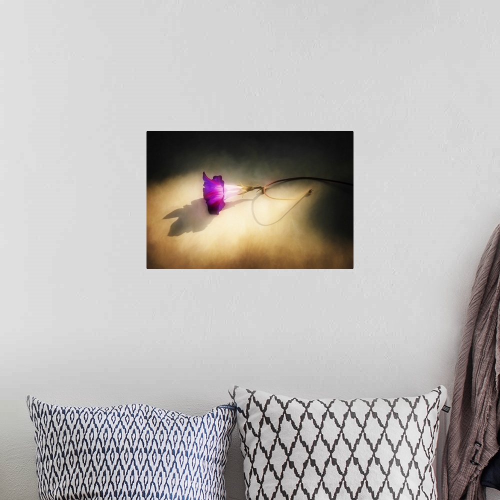 A bohemian room featuring A purple flower laying on the ground in sunlight.