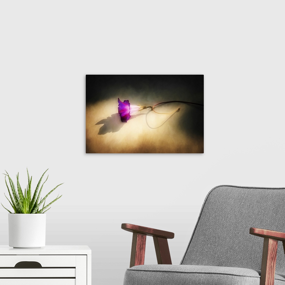 A modern room featuring A purple flower laying on the ground in sunlight.