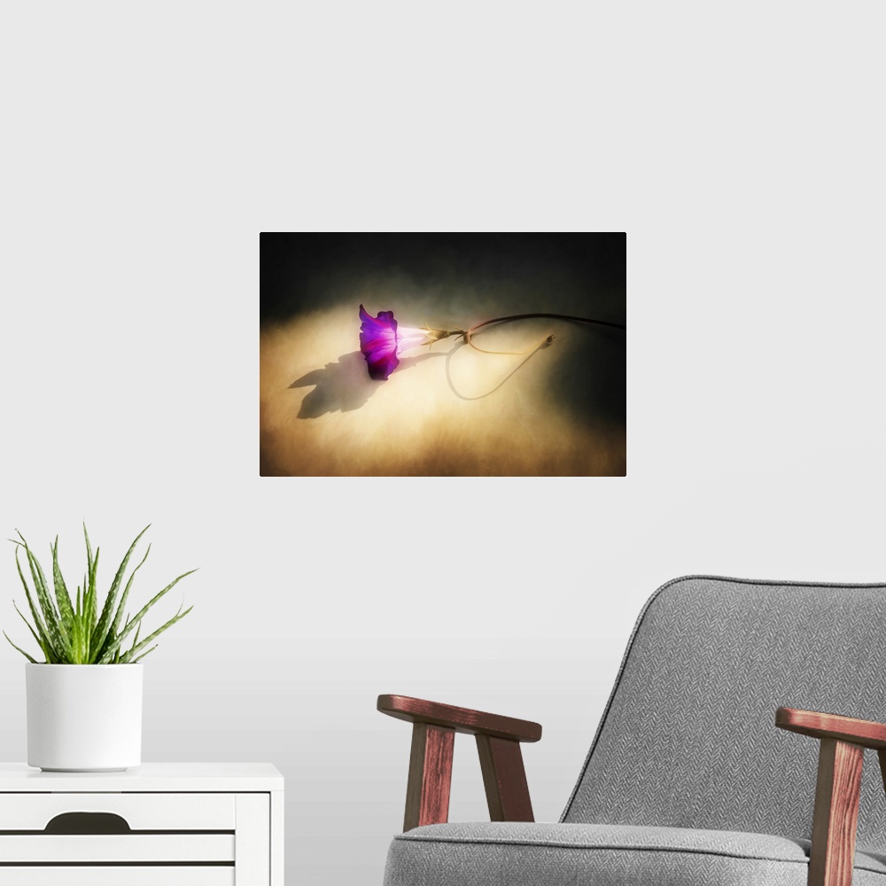 A modern room featuring A purple flower laying on the ground in sunlight.