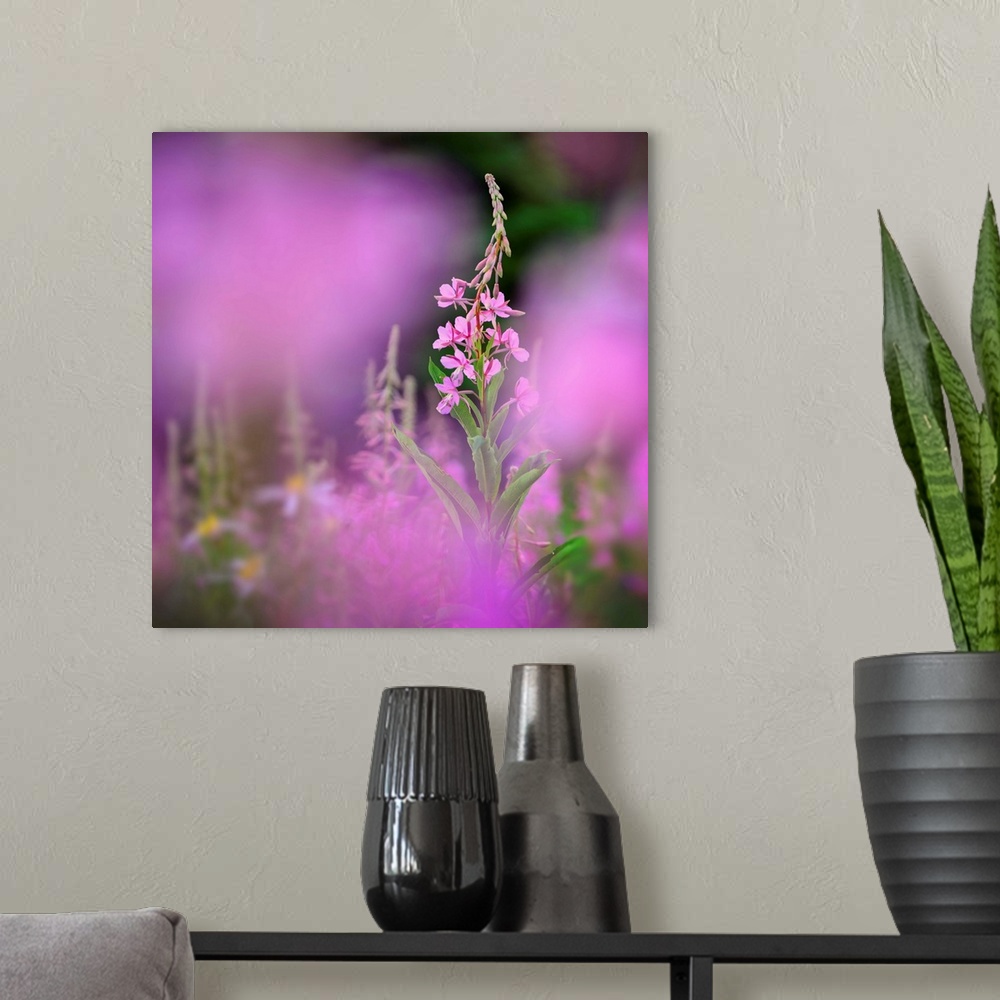 A modern room featuring Fine art photo of a fireweed growing in a field in British Columbia, Canada.