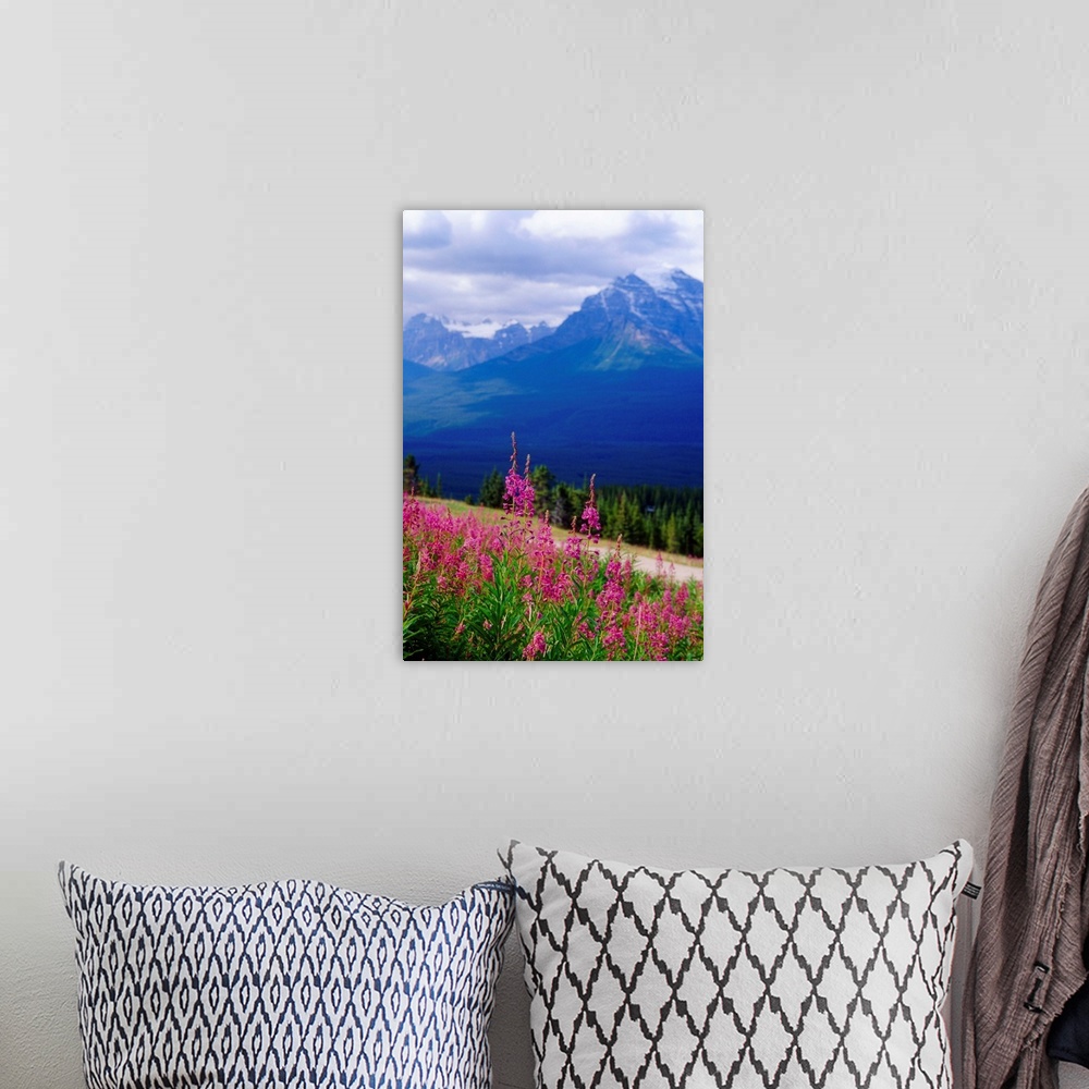 A bohemian room featuring Fireweed Bloom on the Hillside; Rocky Mountains, Alberta, Canada