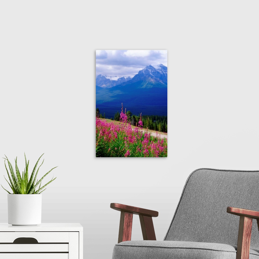 A modern room featuring Fireweed Bloom on the Hillside; Rocky Mountains, Alberta, Canada