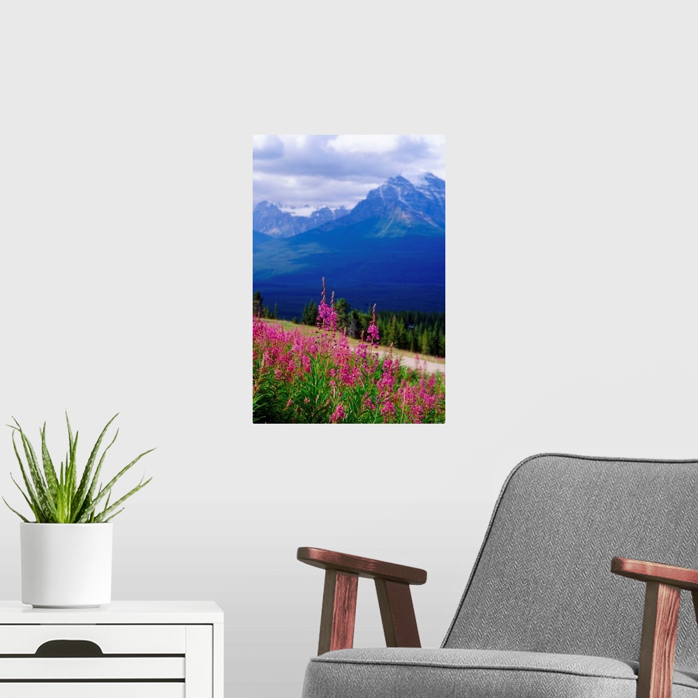 A modern room featuring Fireweed Bloom on the Hillside; Rocky Mountains, Alberta, Canada