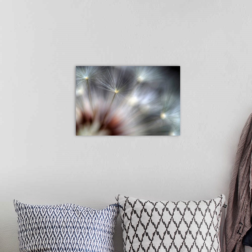 A bohemian room featuring Big canvas photo of dandelions up close against a dark background.
