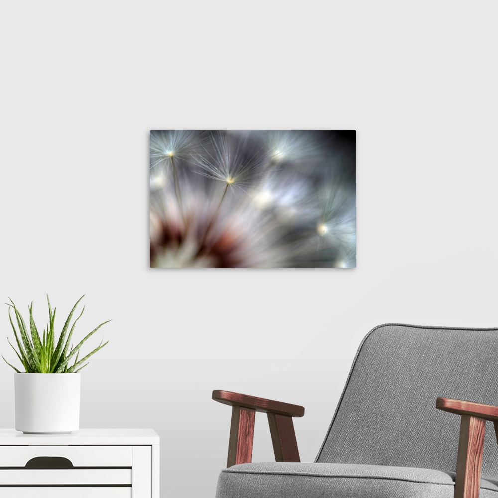 A modern room featuring Big canvas photo of dandelions up close against a dark background.