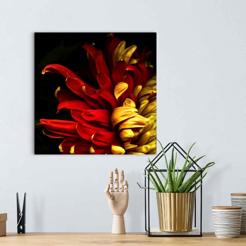 A bohemian room featuring Duotoned chrysanthemum titled 'Flamenco'.