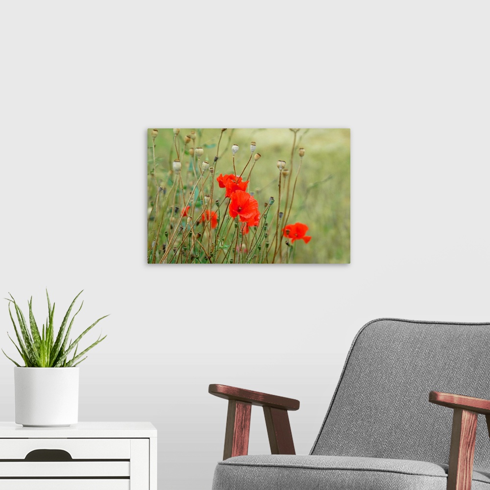 A modern room featuring Poppies are a powerful symbol particularly here in the fields in Flanders.