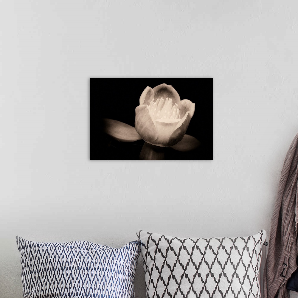 A bohemian room featuring Close up macro of a Chinese tulip tree flower against black background in sepia.