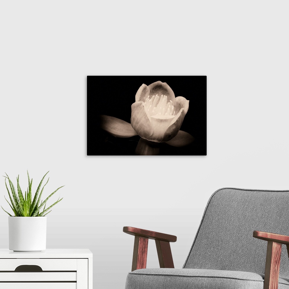 A modern room featuring Close up macro of a Chinese tulip tree flower against black background in sepia.