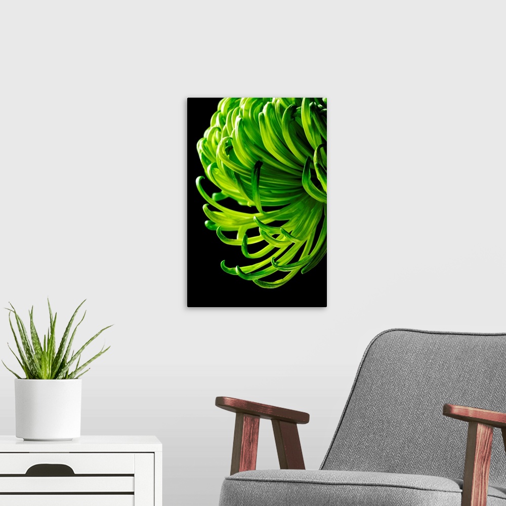 A modern room featuring This closely taken photograph is of a flower with some of it's thin petals hanging down.