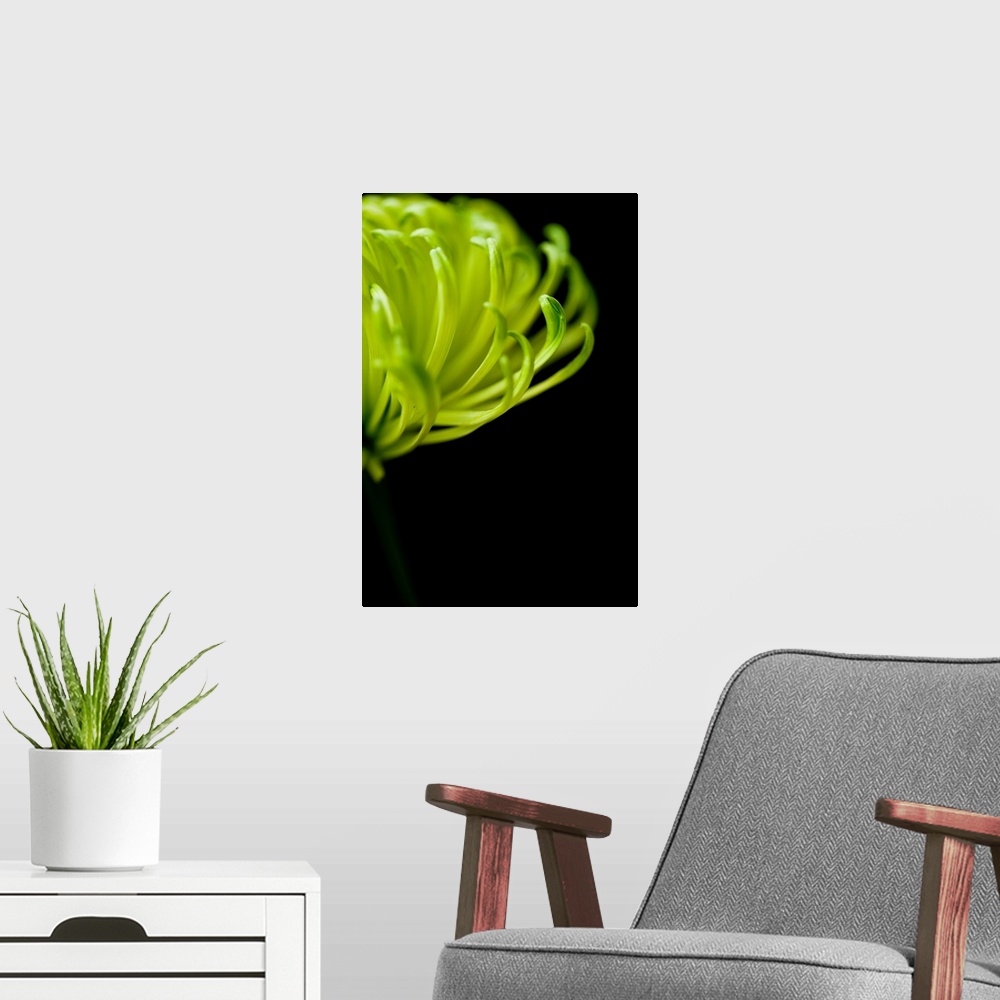 A modern room featuring A photograph taken closely of the petals on a spider chrysanthemum.
