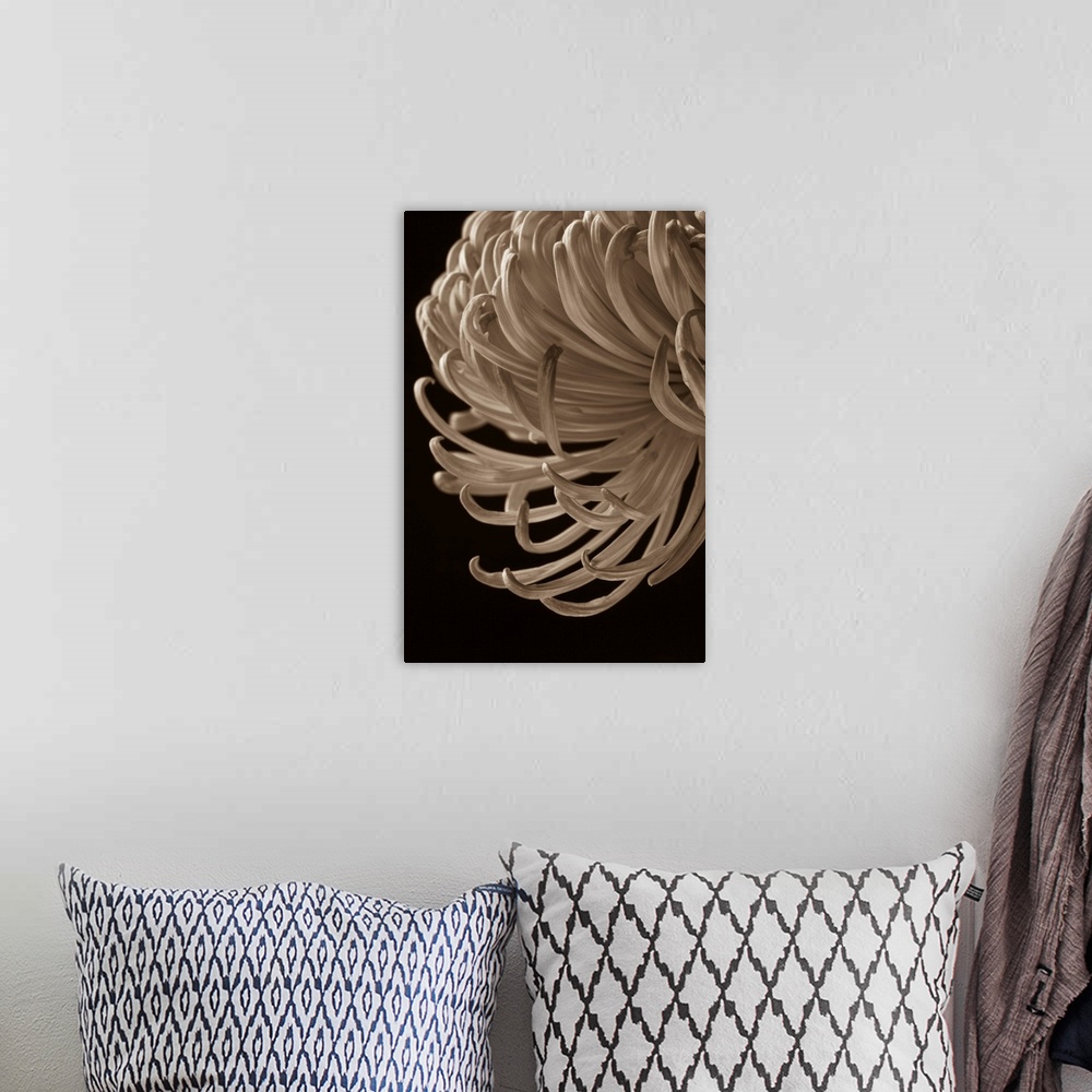 A bohemian room featuring A contemporary close up of a cascading Crysthamum flower sepia toned.