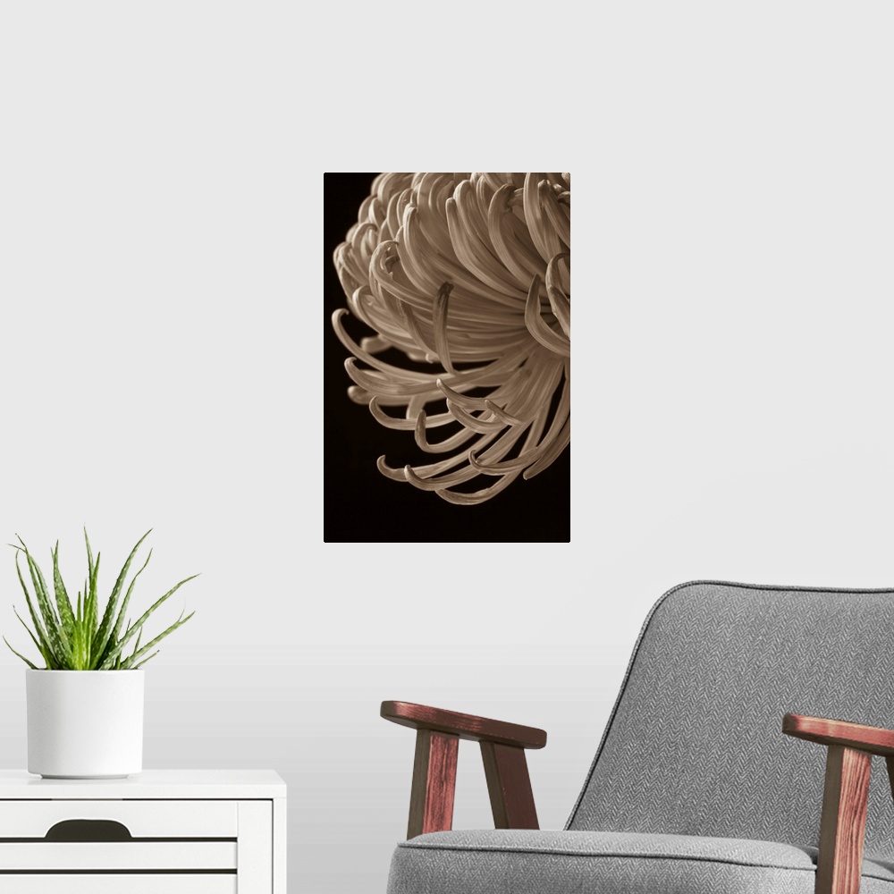 A modern room featuring A contemporary close up of a cascading Crysthamum flower sepia toned.