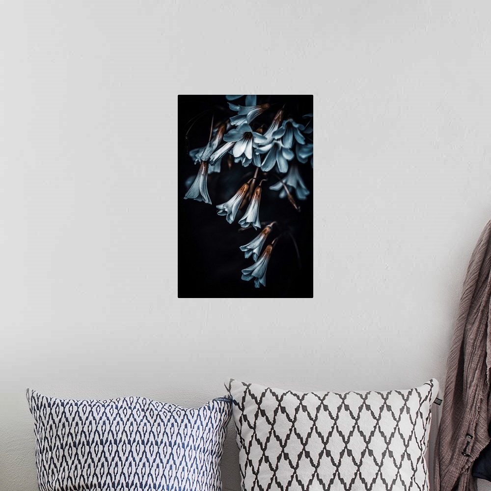 A bohemian room featuring Small blue flowers in the shape of a cone on a black background