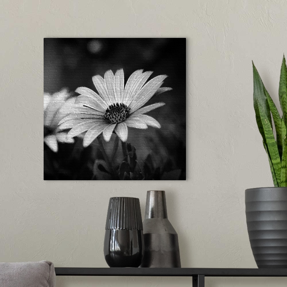 A modern room featuring A black and white photograph of a close-up of a flower.