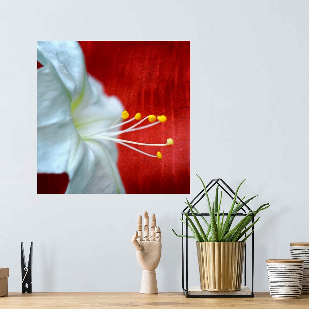 A bohemian room featuring Up-close photograph of flower showing its petals and stamen against a boldly colored background.