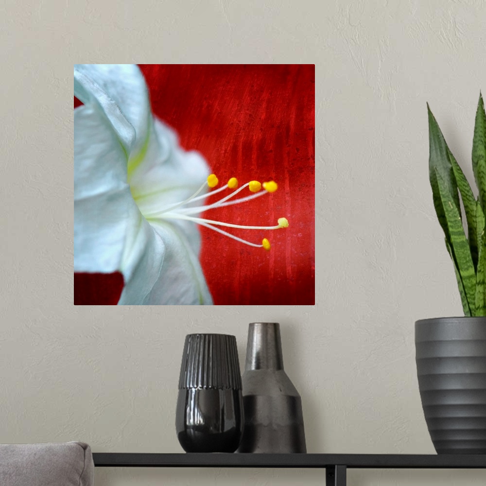 A modern room featuring Up-close photograph of flower showing its petals and stamen against a boldly colored background.