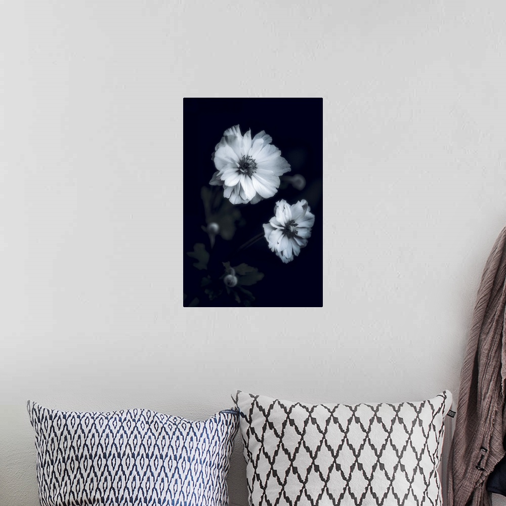 A bohemian room featuring Close up of white flowers on black background