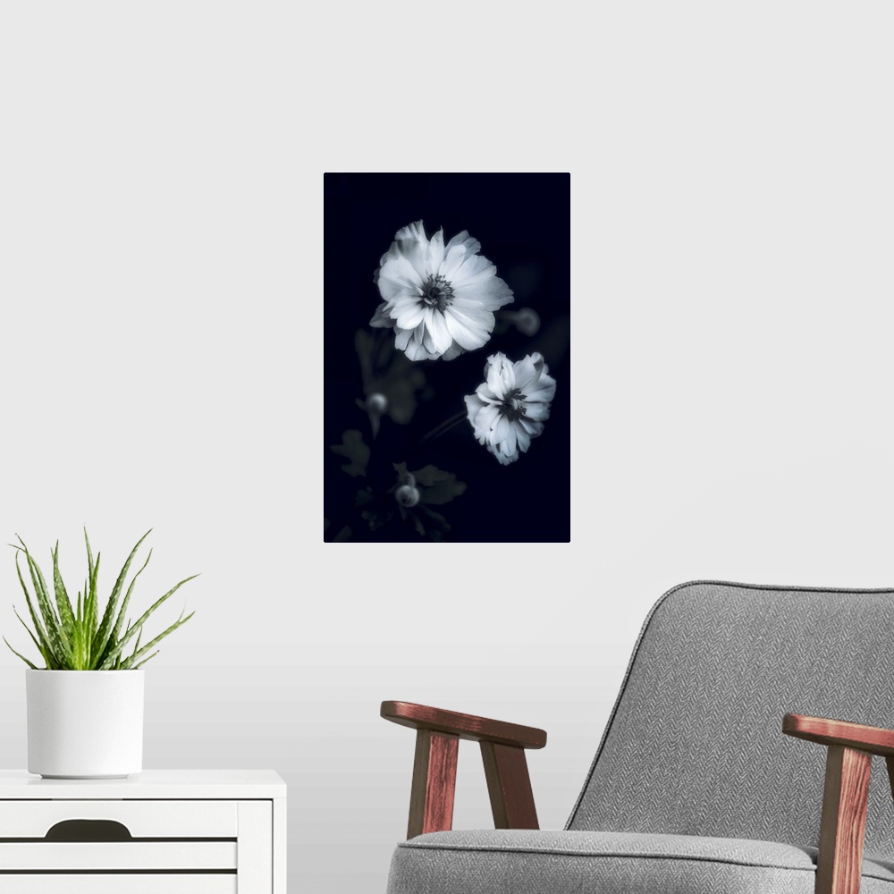 A modern room featuring Close up of white flowers on black background