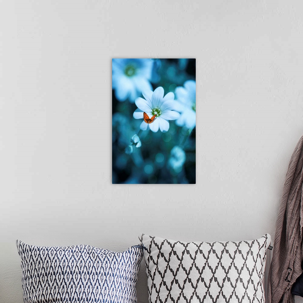 A bohemian room featuring An artistic photograph of a white flower surrounded by blue tones.