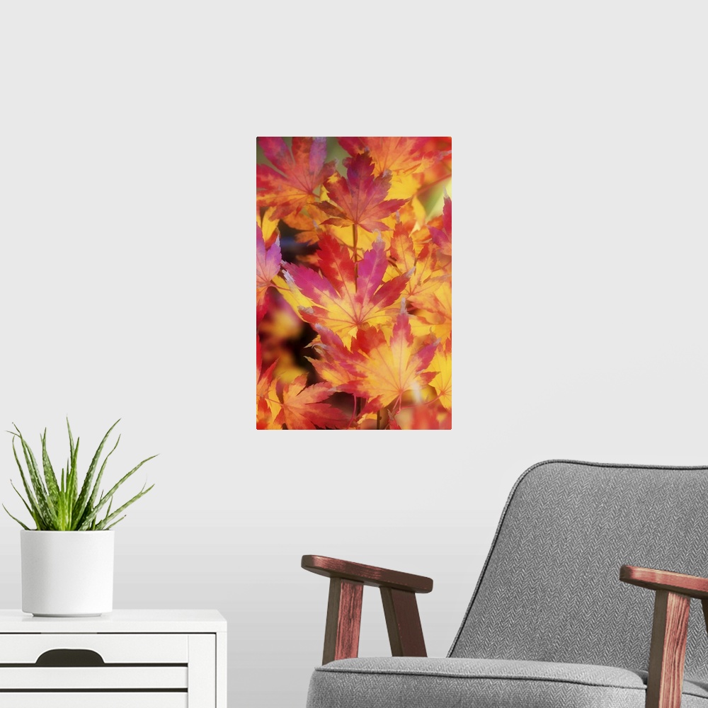 A modern room featuring A group of orange and red maple leaves in the fall.
