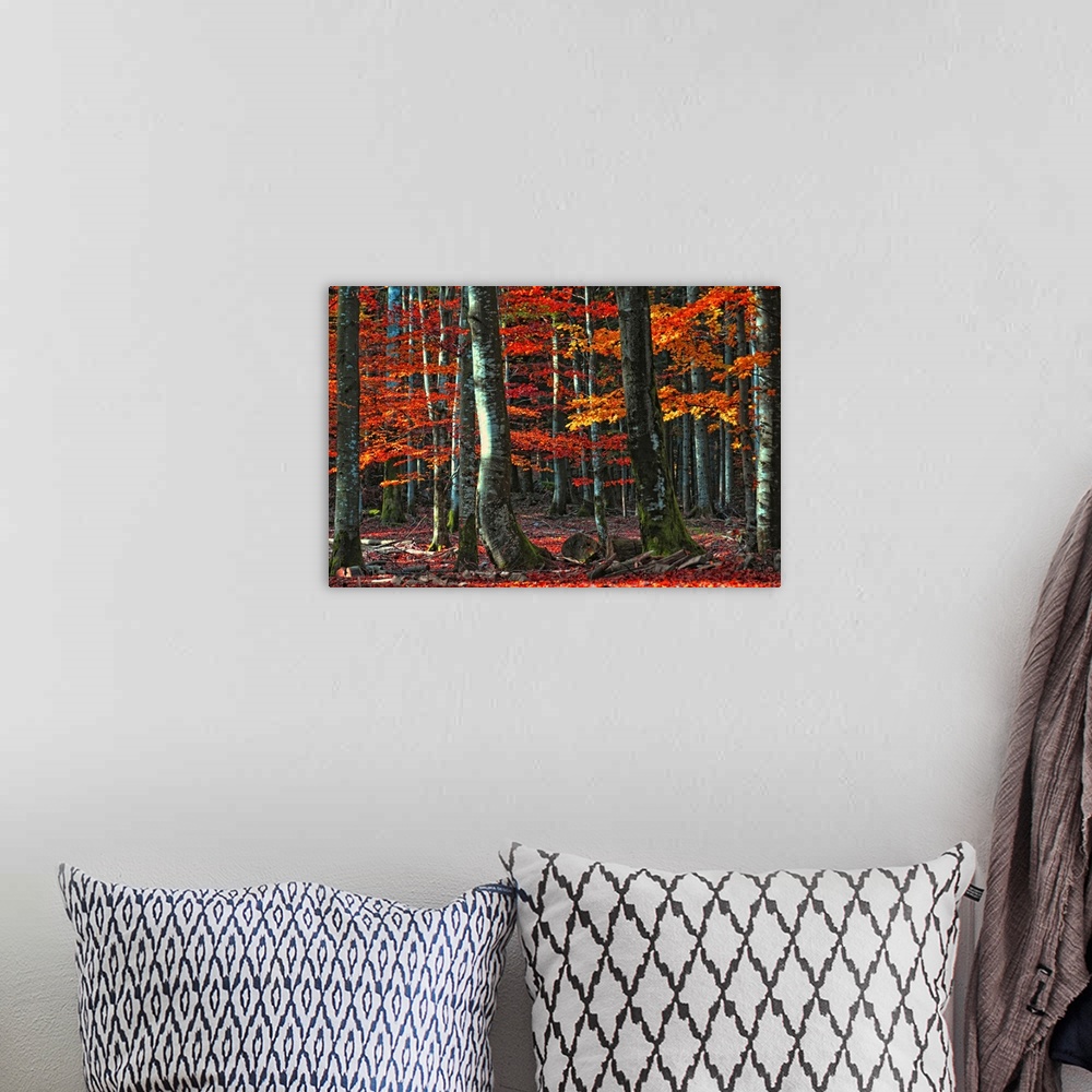 A bohemian room featuring Decorative artwork for the home or office that is a photograph taken of a dense forest during aut...