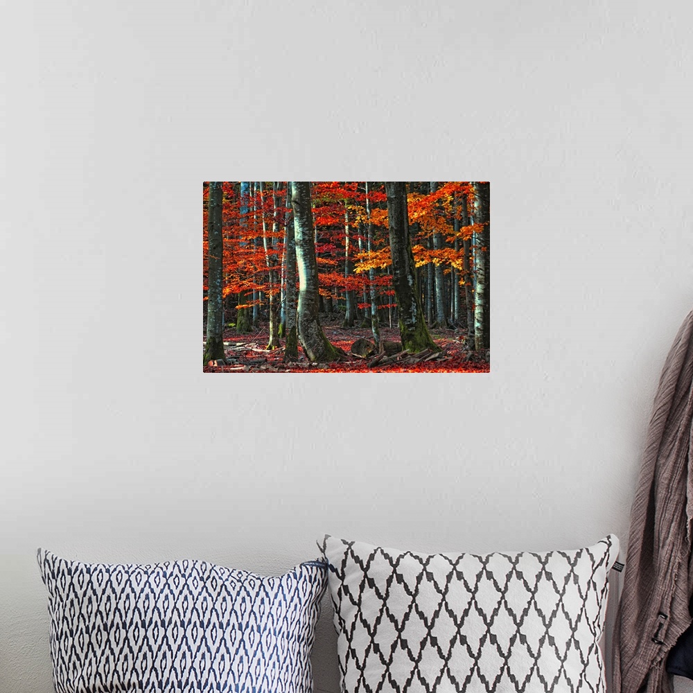 A bohemian room featuring Decorative artwork for the home or office that is a photograph taken of a dense forest during aut...