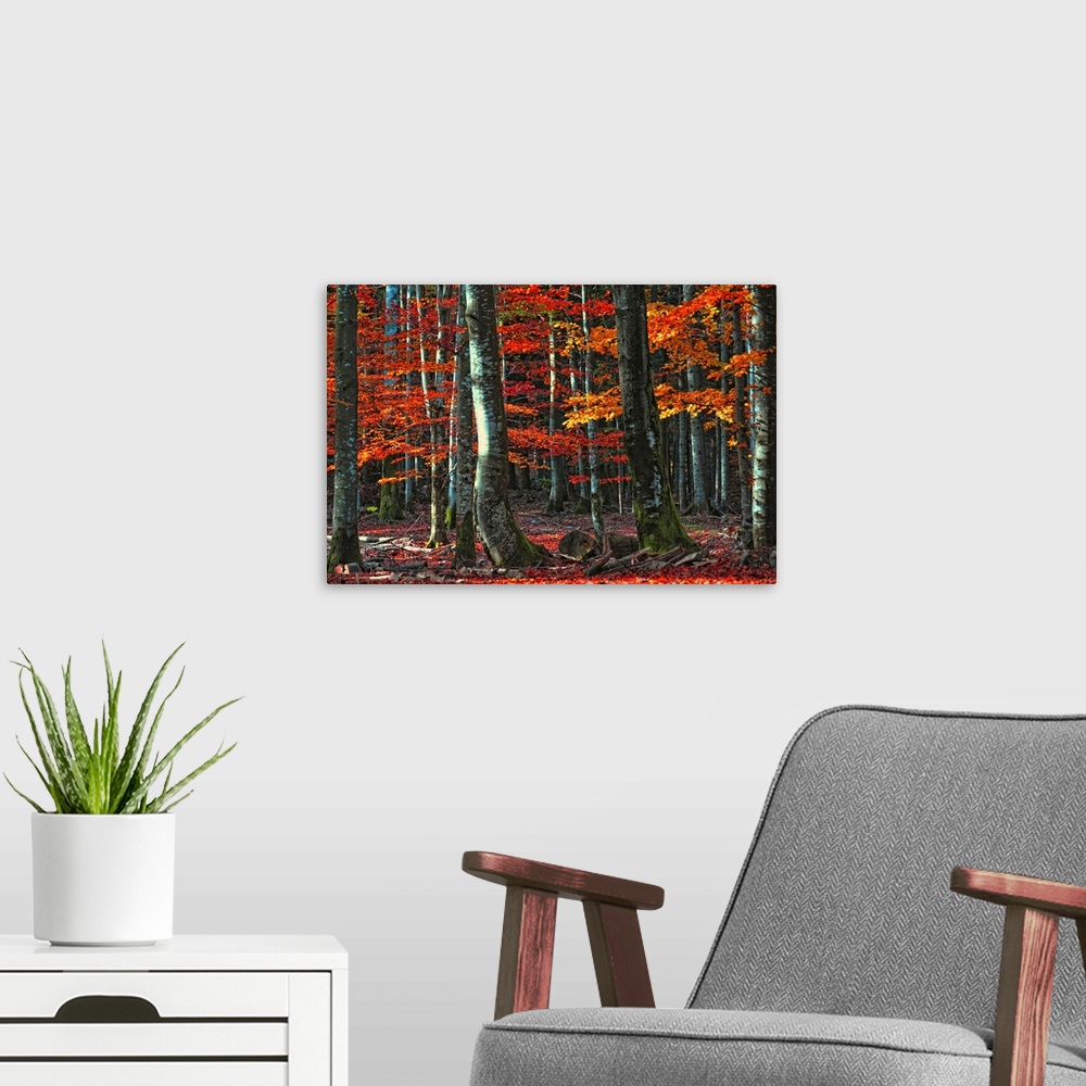 A modern room featuring Decorative artwork for the home or office that is a photograph taken of a dense forest during aut...