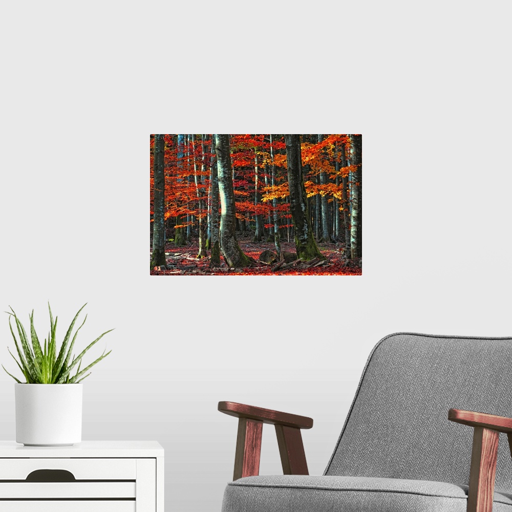 A modern room featuring Decorative artwork for the home or office that is a photograph taken of a dense forest during aut...