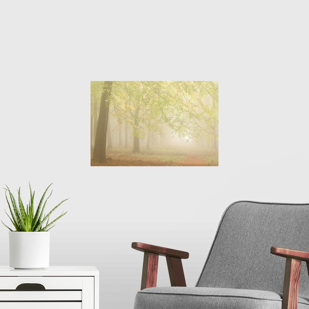 A modern room featuring A misty dawn in an English woodland.
