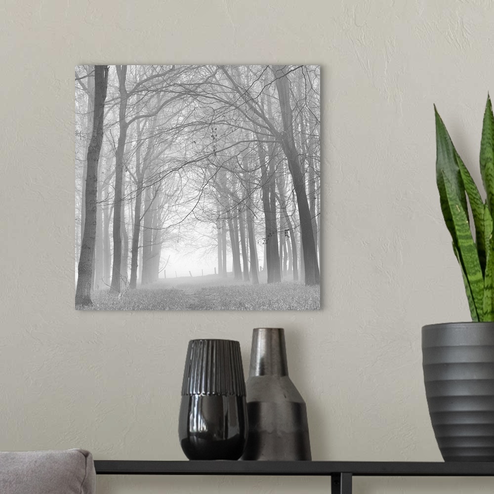 A modern room featuring A monochrome black and white. Woodland lane in mist.
