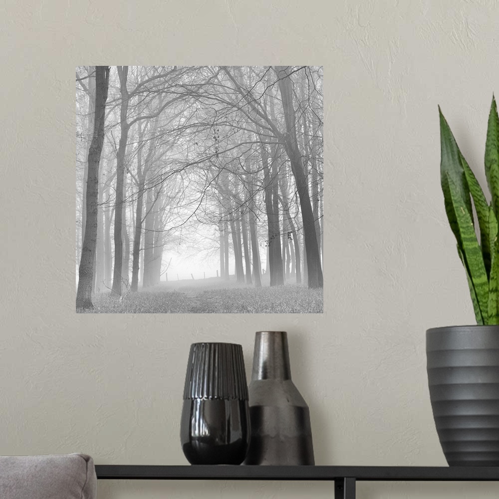 A modern room featuring A monochrome black and white. Woodland lane in mist.