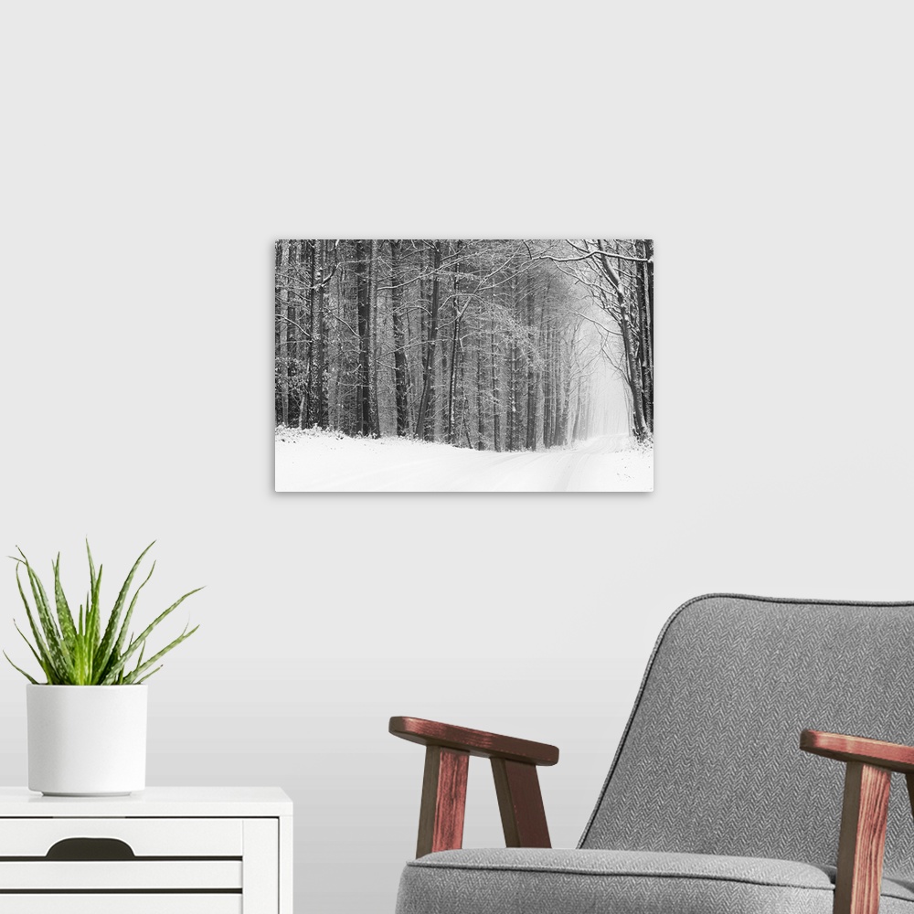A modern room featuring Fine art photo of a path going through a forest in winter, in black and white.