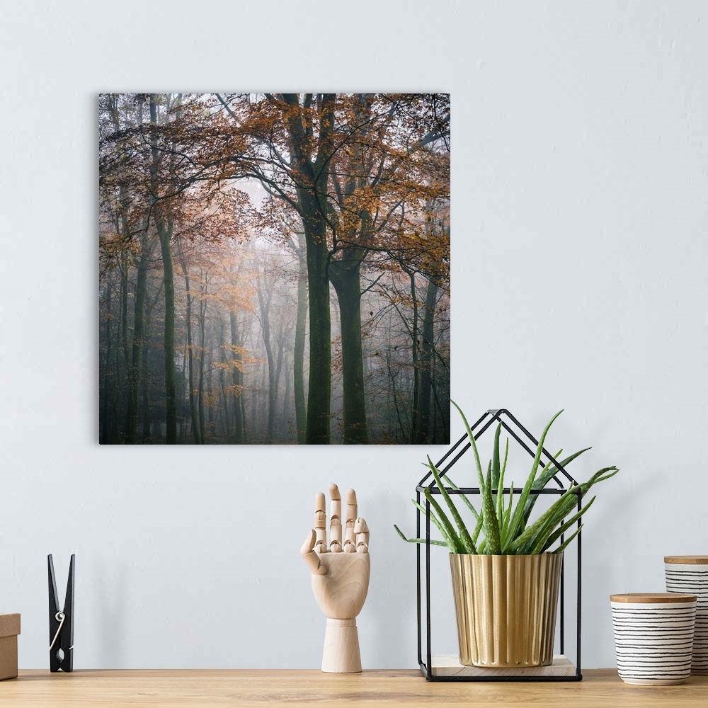 A bohemian room featuring Square foggy forest mood at fall in Broceliande forest, France, big tree with orange leaves at fi...