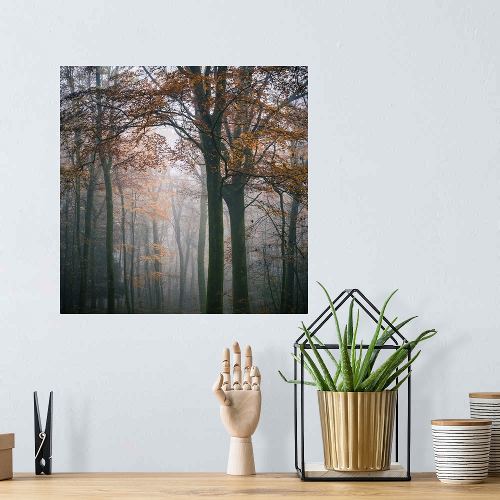 A bohemian room featuring Square foggy forest mood at fall in Broceliande forest, France, big tree with orange leaves at fi...