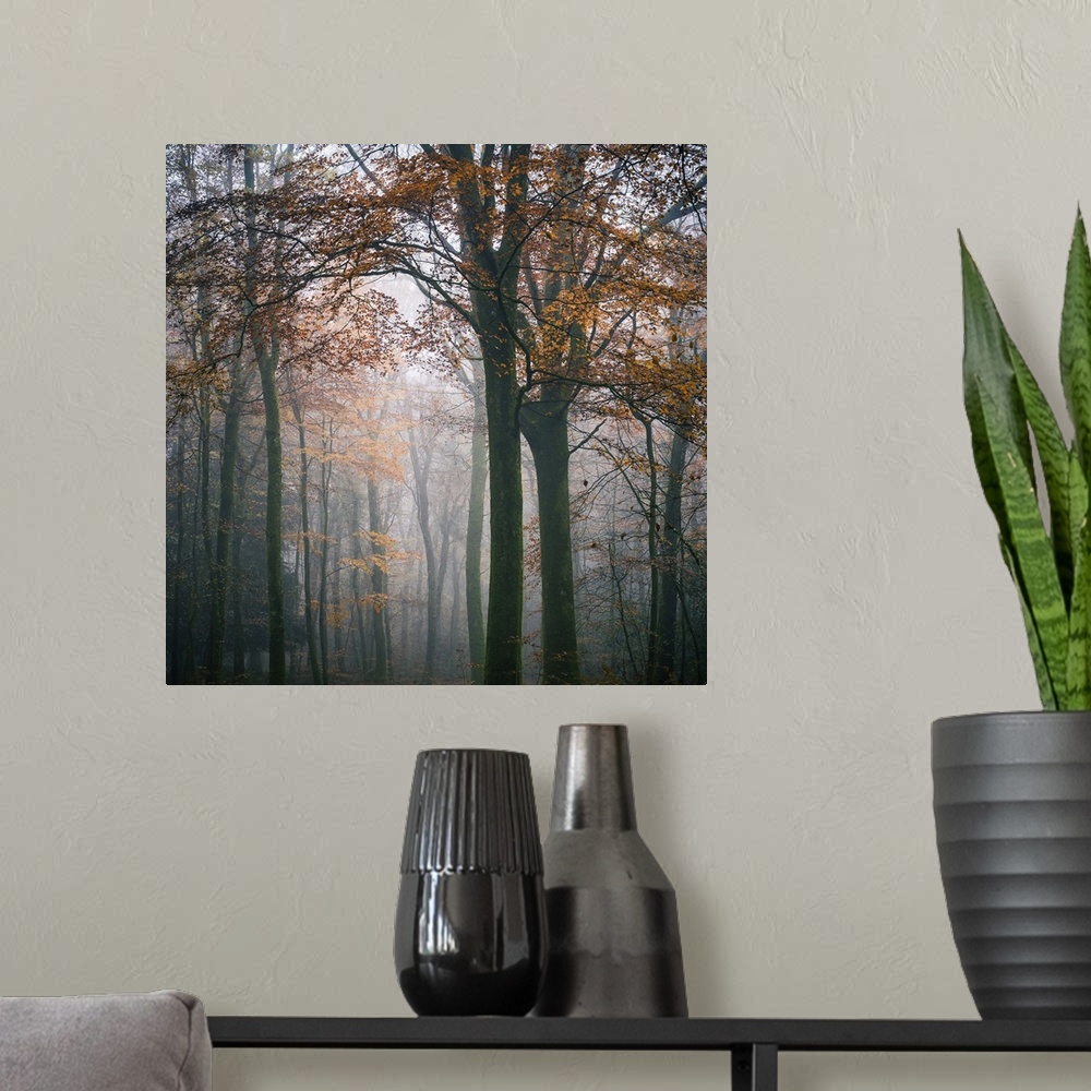 A modern room featuring Square foggy forest mood at fall in Broceliande forest, France, big tree with orange leaves at fi...