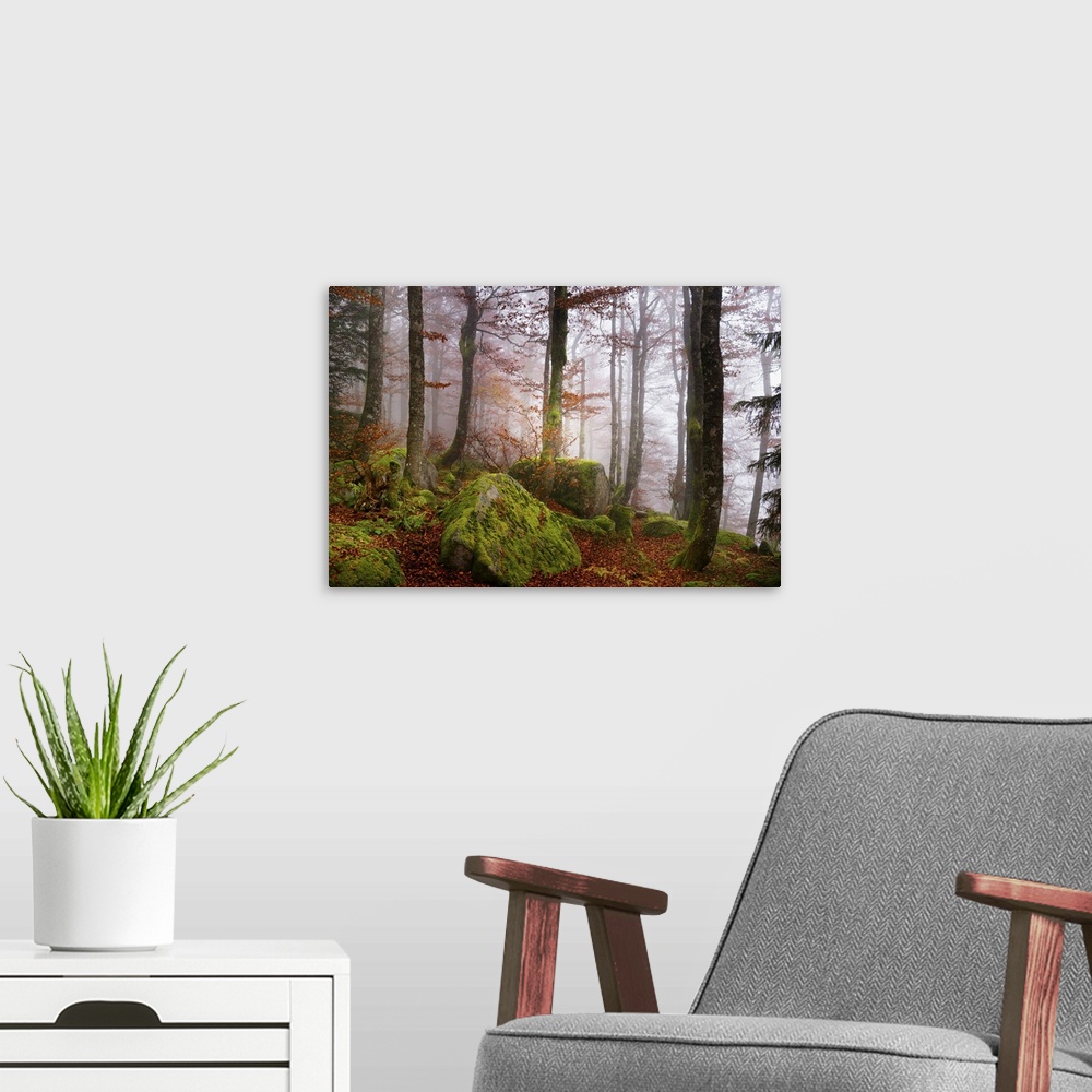 A modern room featuring Light mist in a forest with mossy rocks and red autumn leaves.