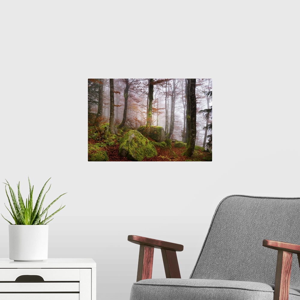 A modern room featuring Light mist in a forest with mossy rocks and red autumn leaves.
