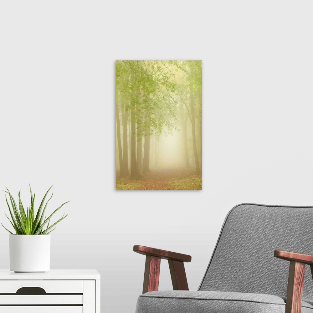 A modern room featuring An avenue of tall trees with fresh green leaves on a misty dawn morning.
