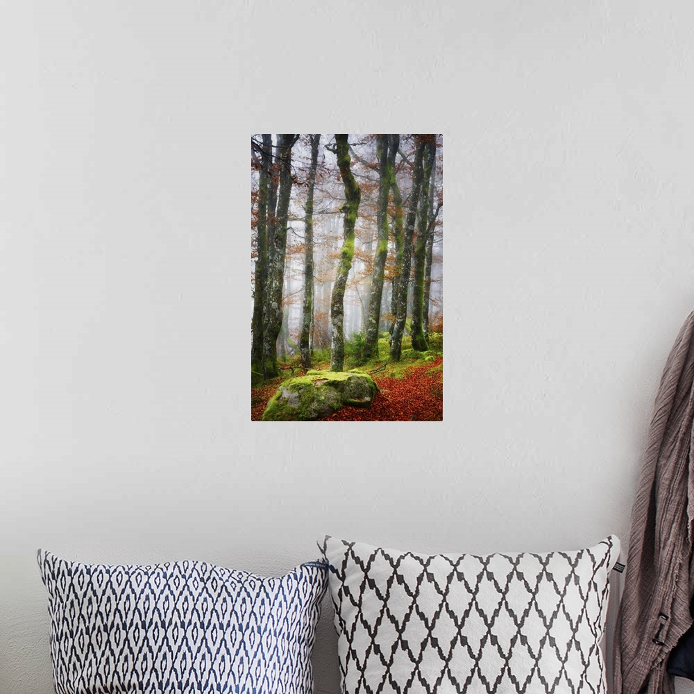 A bohemian room featuring Mossy rock and trees in a misty forest in the fall.