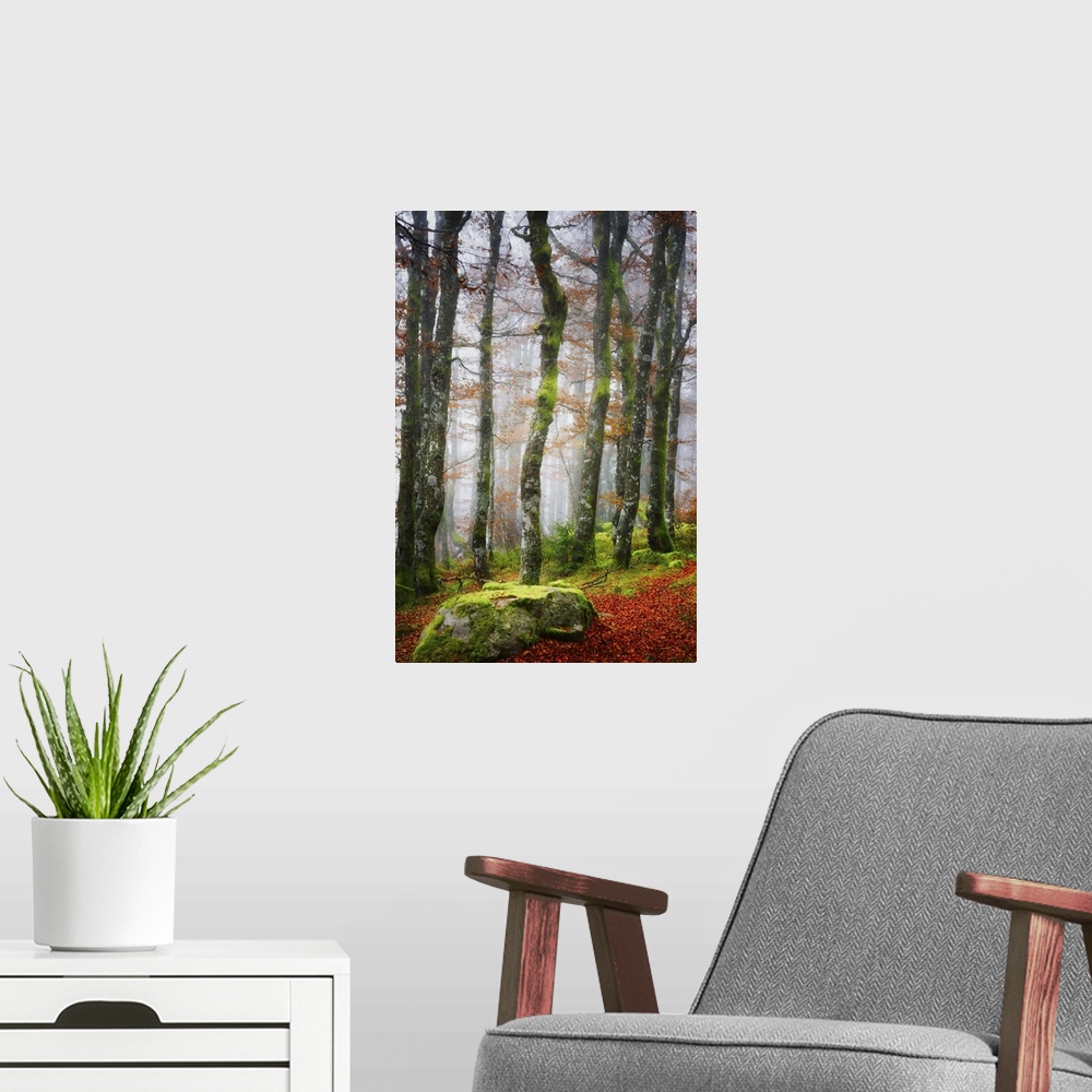 A modern room featuring Mossy rock and trees in a misty forest in the fall.