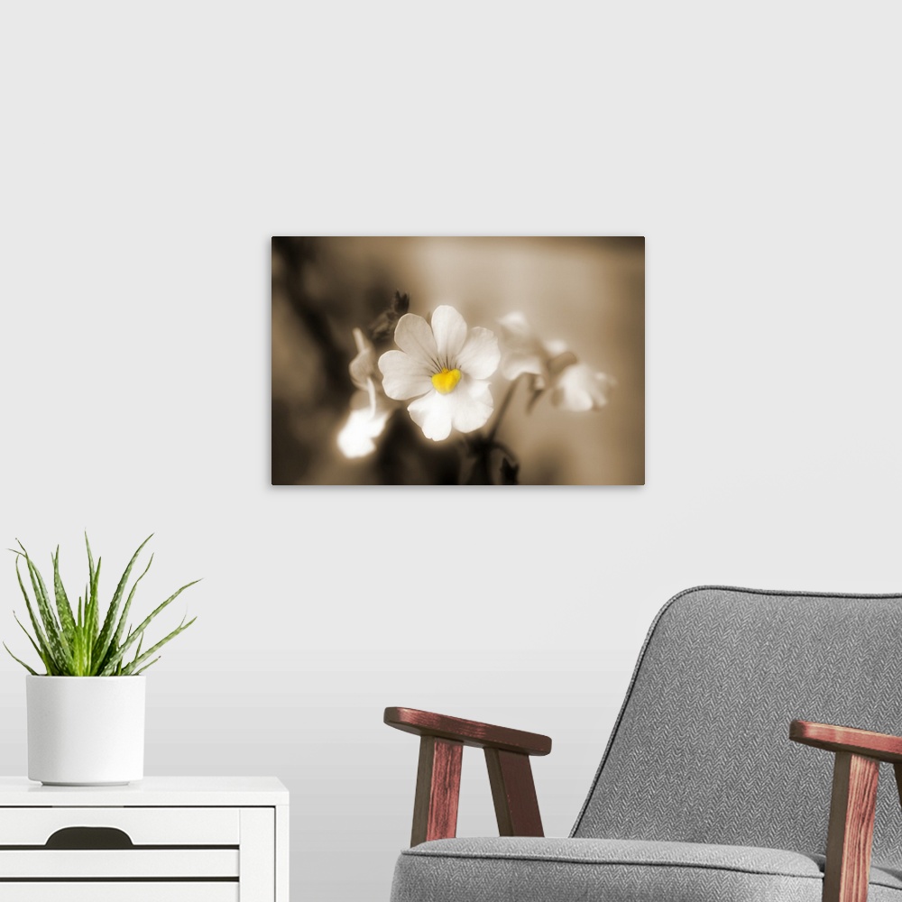 A modern room featuring Close-up of small white flowers with a sepia effect