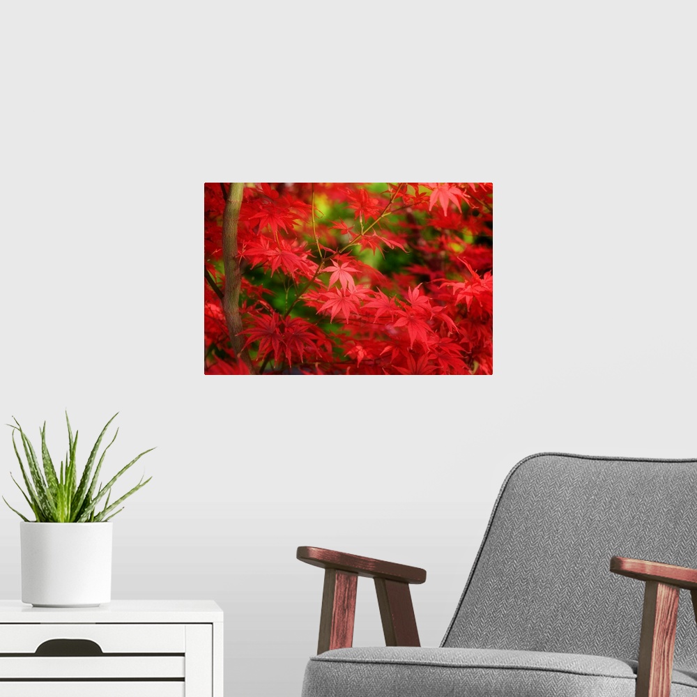 A modern room featuring Branches full of red maple leaves.