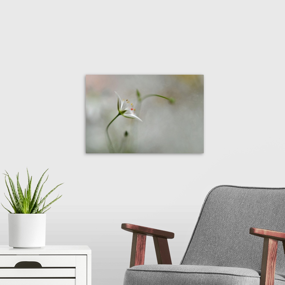 A modern room featuring Delicate white flower almost obscured against a blurred background.