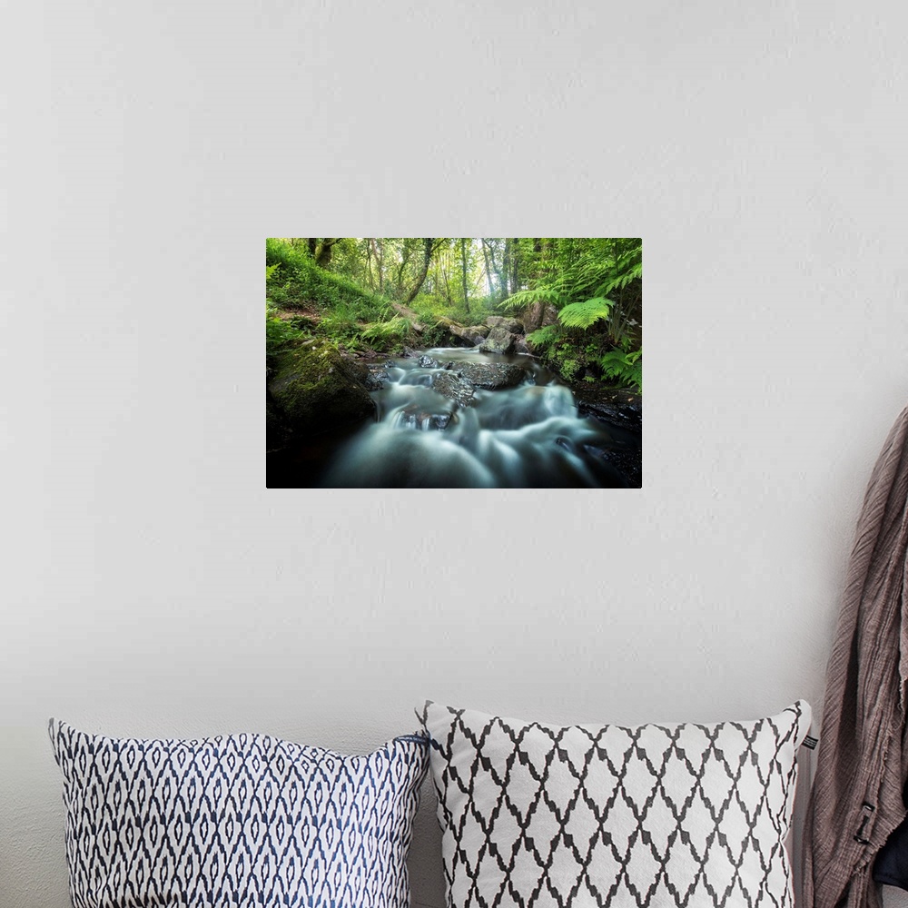 A bohemian room featuring Rushing river through a forest surrounded by ferns